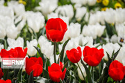 Festival de los tulipanes en el centro de Irán
