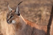 Rare caracal sighted in western Iran