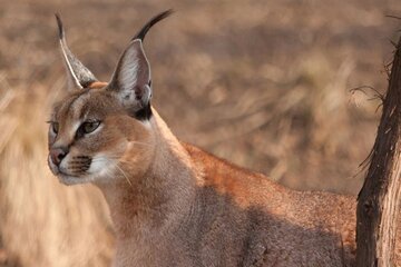 Une espèce rare de chat «Caracal» identifiée à Guilan-e Gharb à l’ouest de l’Iran