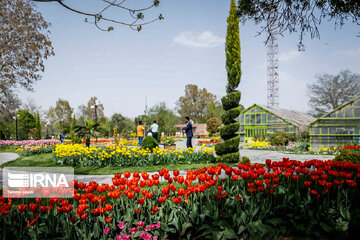 Festival de los tulipanes en el centro de Irán
