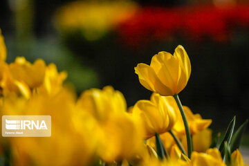 Festival de los tulipanes en el centro de Irán
