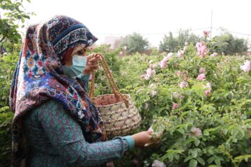 برداشت گل‌محمدی در گناباد و اخبار کوتاه دیگر خراسان رضوی