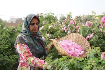 جشنواره گل محمدی در شهرک صنعتی جهان‌آباد میبد