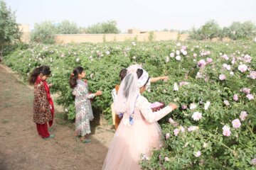 جشنواره گل محمدی در شهرک صنعتی جهان‌آباد میبد