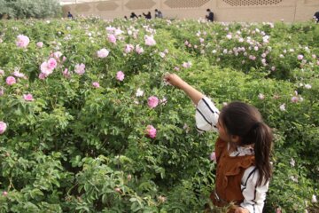 جشنواره گل محمدی در شهرک صنعتی جهان‌آباد میبد