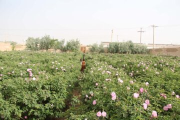 ۱۰۰ هکتار گیاهان دارویی در تفتان سیستان و بلوچستان کشت شد