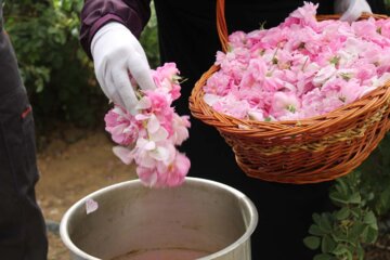 جشنواره گل محمدی در شهرک صنعتی جهان‌آباد میبد