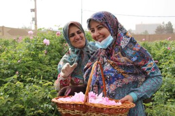 جشنواره گل محمدی در شهرک صنعتی جهان‌آباد میبد