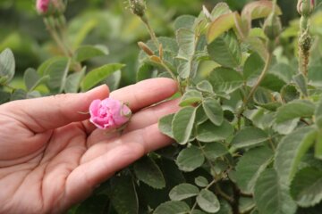 جشنواره گل محمدی در شهرک صنعتی جهان‌آباد میبد