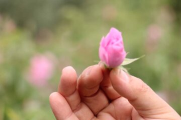 جشنواره گل محمدی در شهرک صنعتی جهان‌آباد میبد