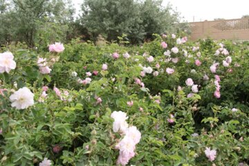 جشنواره گل محمدی در شهرک صنعتی جهان‌آباد میبد