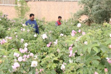 جشنواره گل محمدی در شهرک صنعتی جهان‌آباد میبد