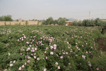 جشنواره گل محمدی در شهرک صنعتی جهان‌آباد میبد