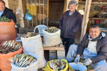 بازار داغ گیاهان بهاری در اشنویه