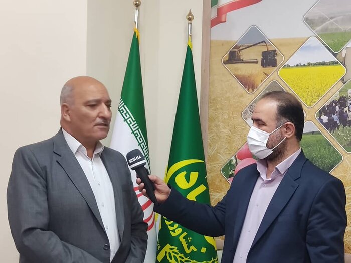 واقعیسازی قیمت گندم مرهم دستهای پینه بسته گندم کاران