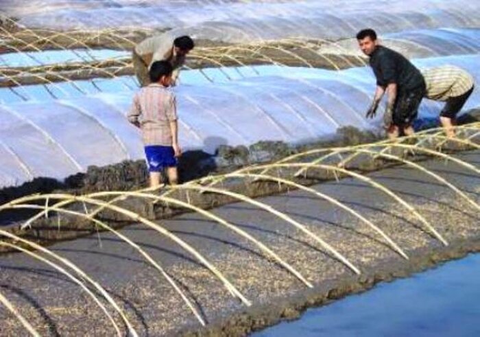 خزانهگیری ۲۵ درصد شالیزارهای گیلان؛ تقویم زراعی توجه شود