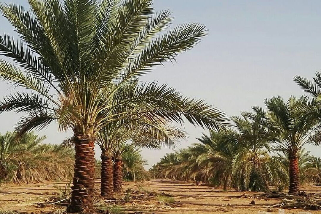 ۸۰۰ تن خرما امسال از ۲۵۰ هکتار نخلستان در فسا برداشت می شود ۸۰۰ تن خرما امسال از ۲۵۰ هکتار نخلستان در فسا برداشت می شود