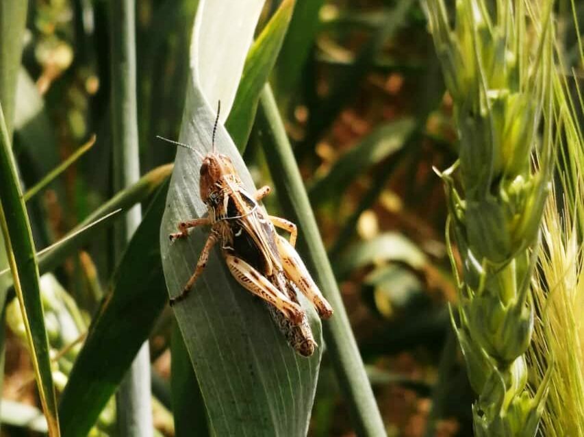 مقابله با آفت ملخ در مزارع قزوین تا سطح ۲۰ هزار هکتار برنامه ریزی شده است مقابله با آفت ملخ در مزارع قزوین تا سطح ۲۰ هزار هکتار برنامه ریزی شده است