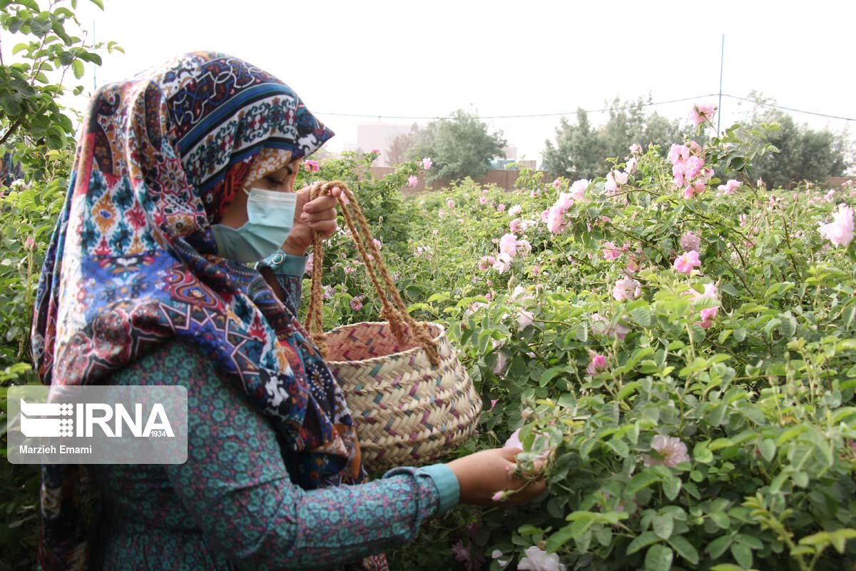 برداشت گل‌محمدی در گناباد و اخبار کوتاه دیگر خراسان رضوی