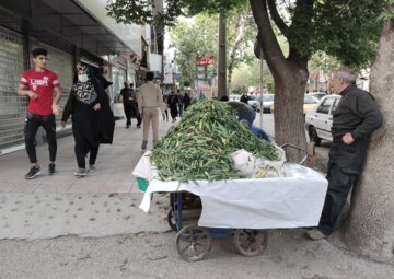 بازار داغ گیاهان بهاری در خرم‌آباد