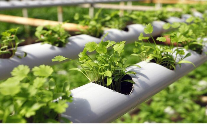 گامهای دولت در توسعه دانش بنیانهای خراسان شمالی