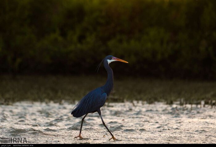 تالاب دوکوهک قشم؛ زیستگاه ناب پرندگان در سواحل شمالی نگین خلیج فارس