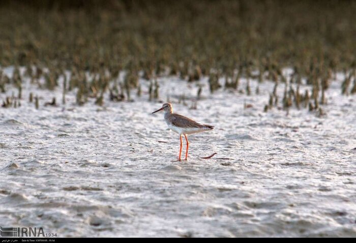 تالاب دوکوهک قشم؛ زیستگاه ناب پرندگان در سواحل شمالی نگین خلیج فارس