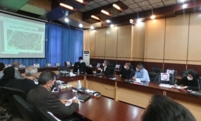 مبارزه با آفت ملخ مراکشی در ۱۸ هزار هکتار از مراتع و مزارع گلستان انجام میشود