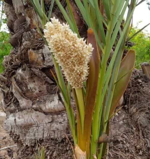 گردهافشانی نخلهای جهرم پایان یافت گردهافشانی نخلهای جهرم پایان یافت