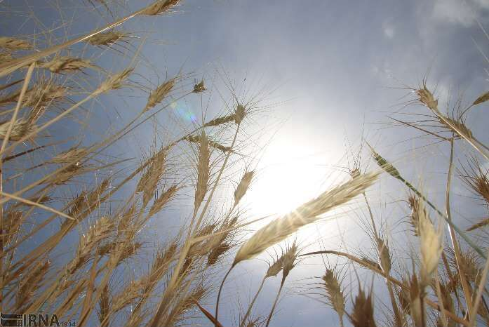 از ایجاد سامانه نظام ایدهها و نیازها تا خسارت سرما به محصولات کشاورزی