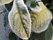 سرما به مزارع و باغات کردستان بیش از ۹ هزار میلیارد ریال خسارت وارد کرد