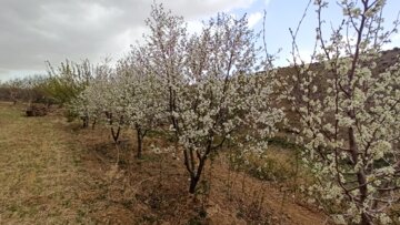 همدان پایان هفته خنک می‌شود