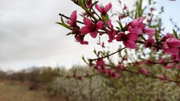 بهار در همدان