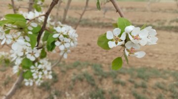 بهار در همدان