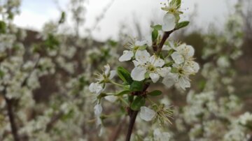 بهار در همدان