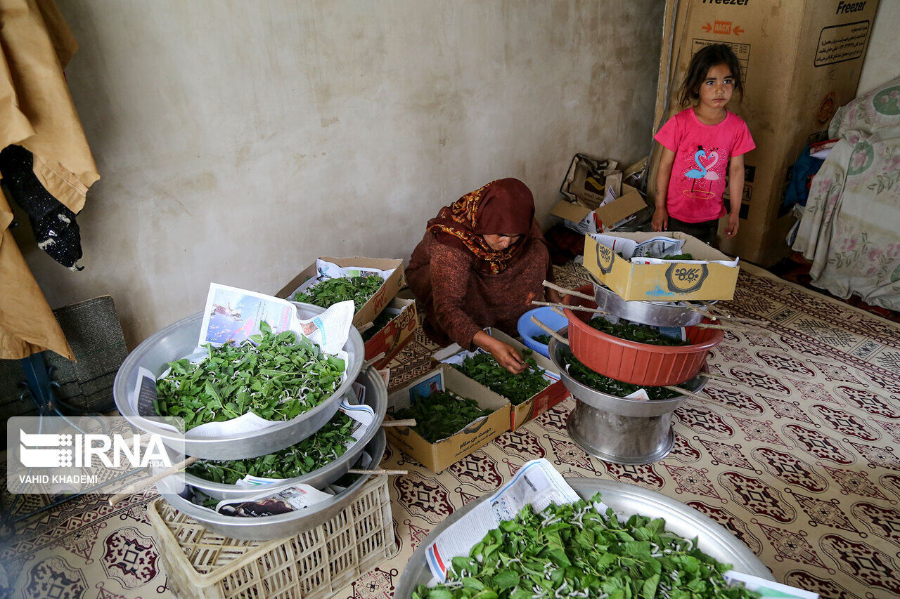  صندوق بیمه روستایی شیروان ۶۰۰ مستمری بگیر دارد