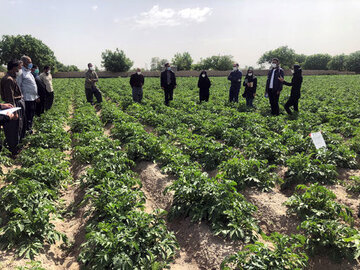 حدود ۱۵۰۰ روستایی در آذربایجان‌غربی آموزش مهارتی دریافت کردند