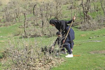 غرس 70 اصله نهال بلوط در منطقه سورین بانه