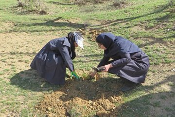 غرس 70 اصله نهال بلوط در منطقه سورین بانه