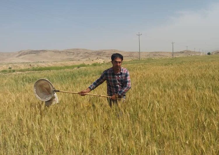 عملیات مبارزه با پوره سن در مزارع گندم فسا آغاز شد