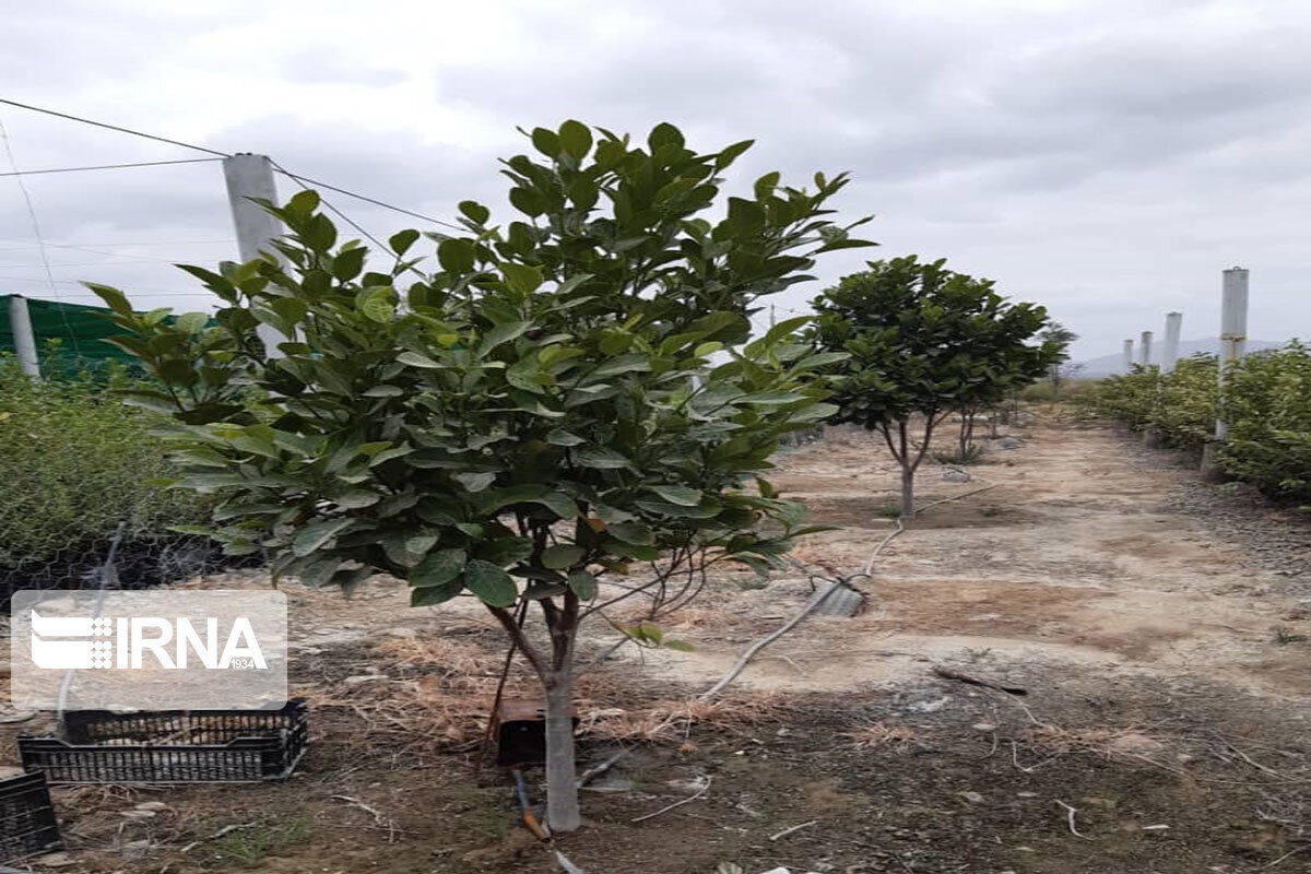 ۱۰ هکتار باغ در موقوفات خراسان جنوبی احداث شد ۱۰ هکتار باغ در موقوفات خراسان جنوبی احداث شد