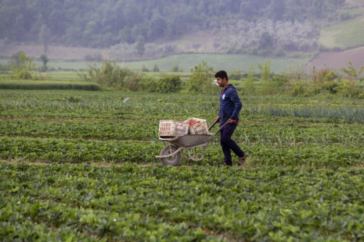 نداشتن صنایع تبدیلی چالش اساسی توتفرنگیکاران گلستانی