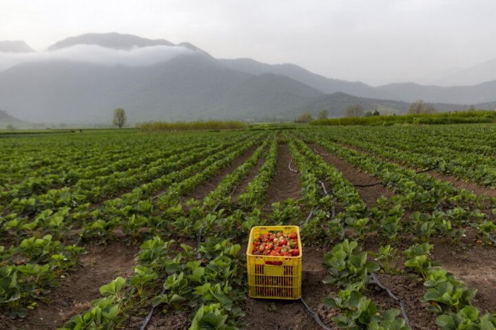 نداشتن صنایع تبدیلی چالش اساسی توتفرنگیکاران گلستانی