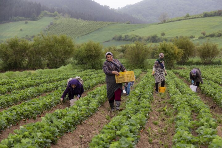 نداشتن صنایع تبدیلی چالش اساسی توتفرنگیکاران گلستانی