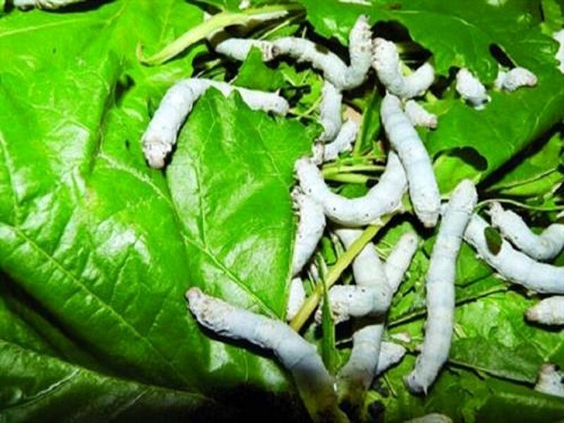 تولید پیله تر در استانهای خراسان به حدود ۸۰۰ تن افزایش می یابد تولید پیله تر در استانهای خراسان به حدود ۸۰۰ تن افزایش می یابد