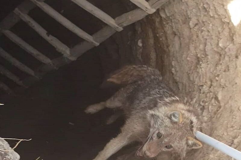 ۲ قلاده شغال در دیواندره نجات یافتند ۲ قلاده شغال در دیواندره نجات یافتند