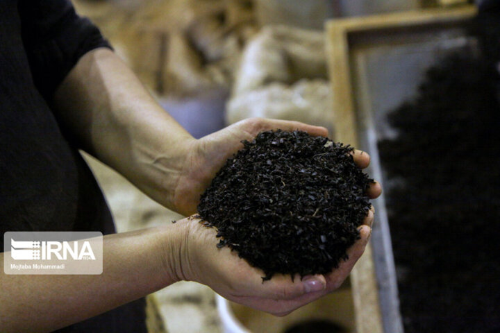 توصیههای کشاورزی به چایکاران برای فصل جدید