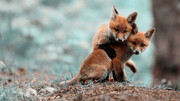 پنج قلاده توله روباه به محیط زیست ازنا تحویل داده شد