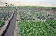 ۱۲۰۰ هکتار از مزارع کشاورزی نیکشهر زیر کشت پاییزه رفت