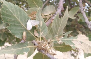 مناطق جنگلی چهارمحال و بختیاری برای مقابله با آفات روزانه پایش می‌شود